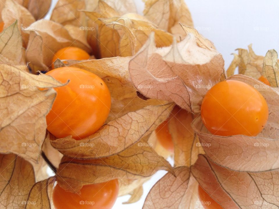 Physalis