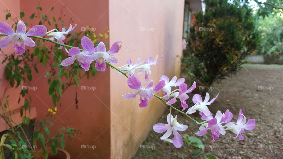 Beautiful Potted Plant At Home