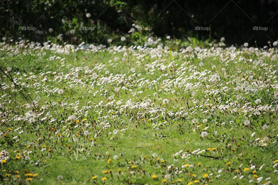 spring flowers