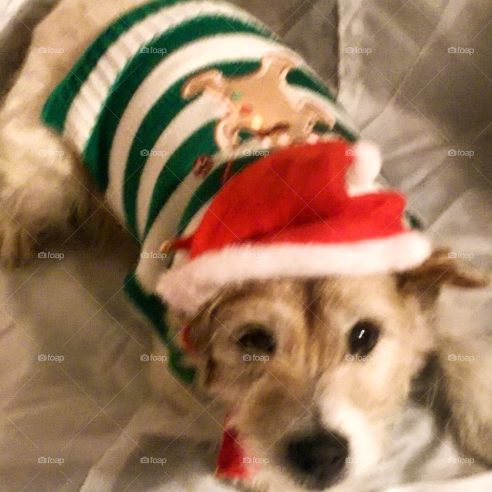 Baxter dressed for Christmas