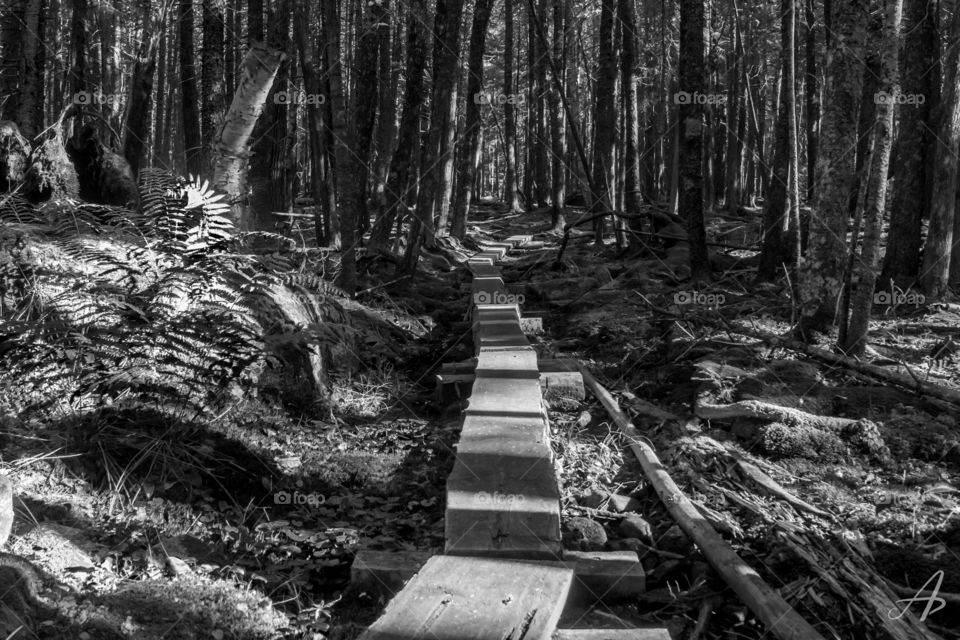 A boardwalk pathway leading through the forest of Acadia National Park
