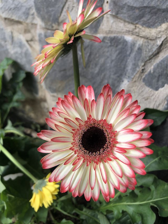Gerbera
