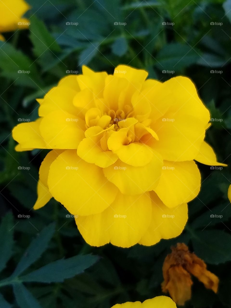 Beautiful yellow Mari Gold flower