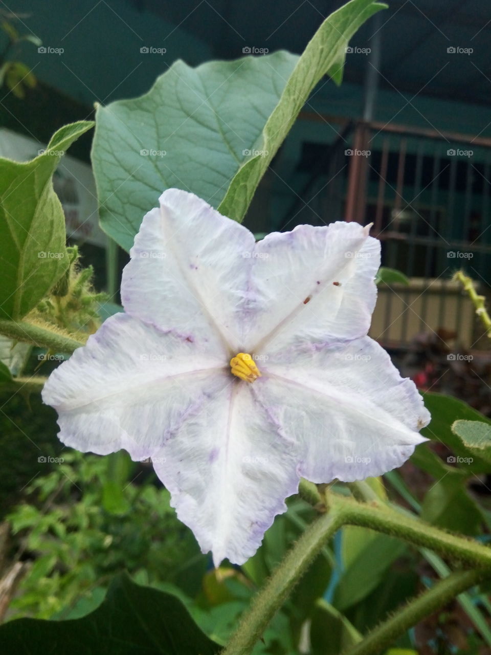 Flower, Nature, Flora, No Person, Leaf