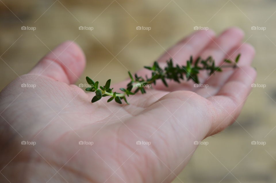 Thyme on hand