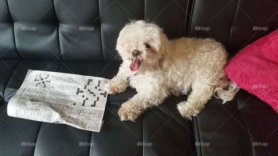 Zoey's crossword puzzle