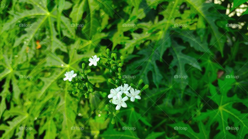 small putik flower