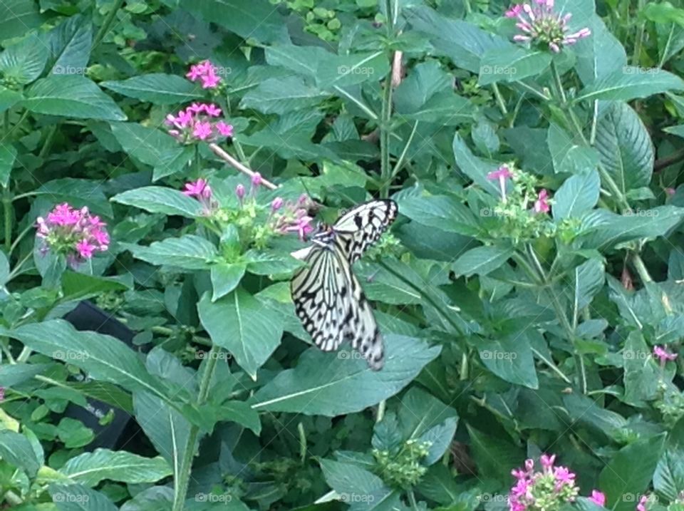 Beautiful butterfly. Butterfly on plants
