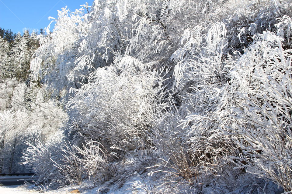 Snowy trees