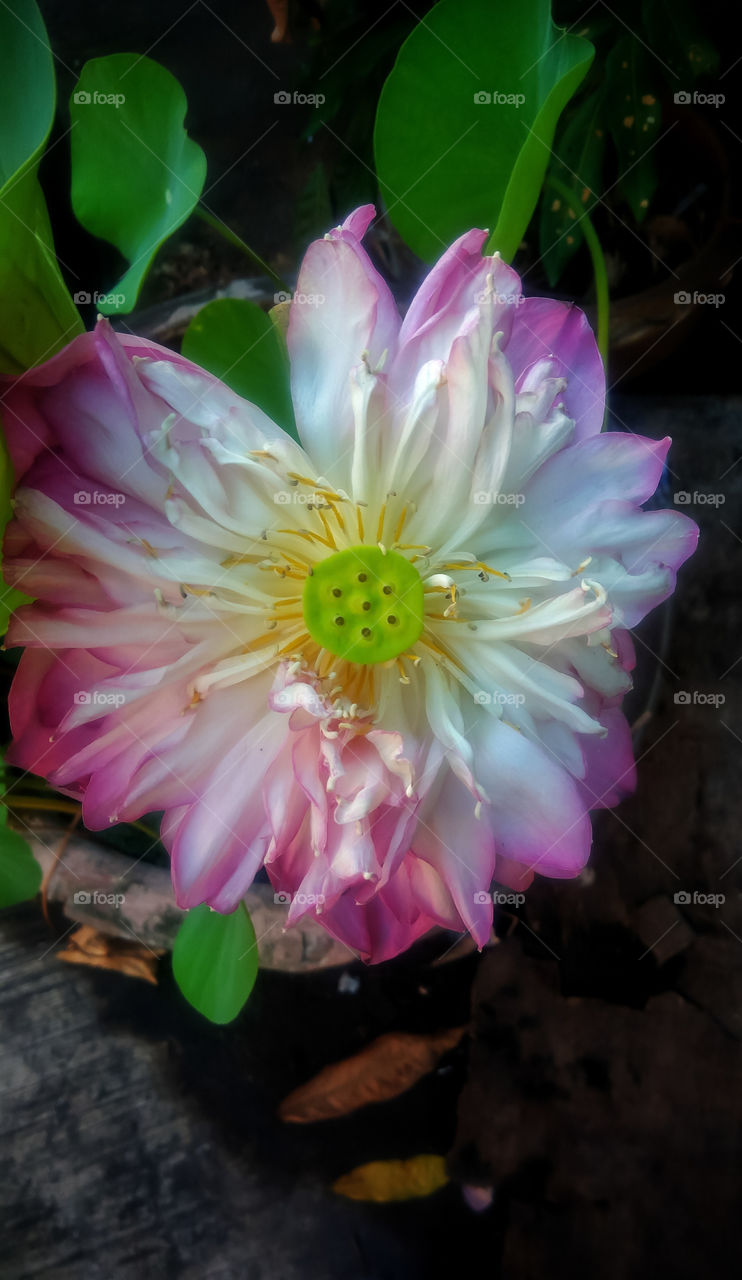 Beautiful colorful lotus flower