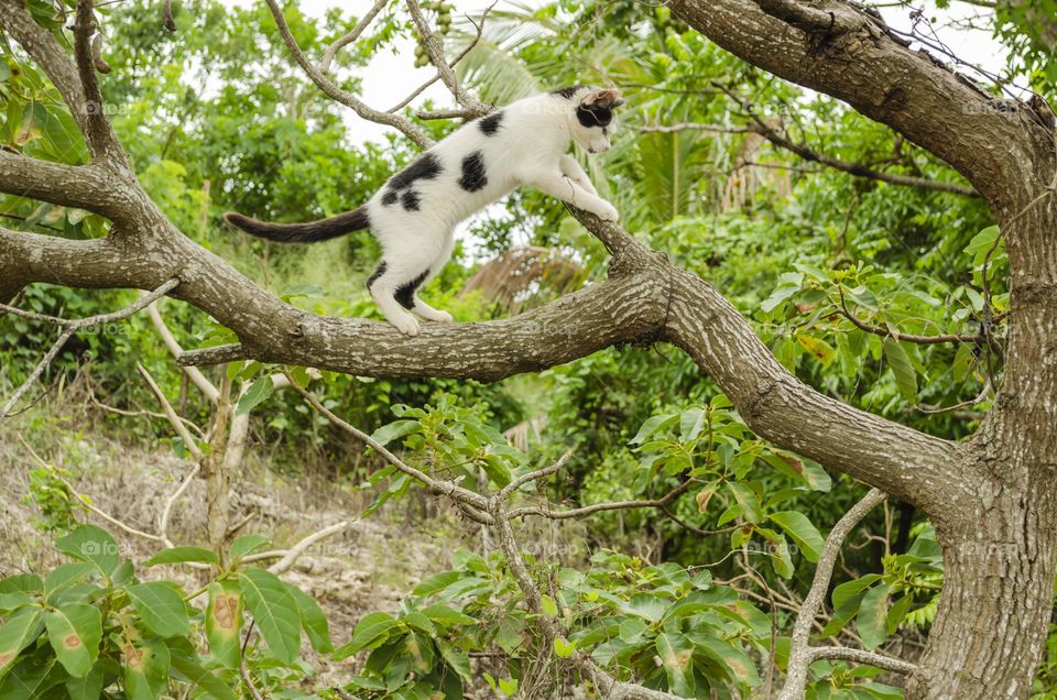 Cat On Avocado Tree Branch