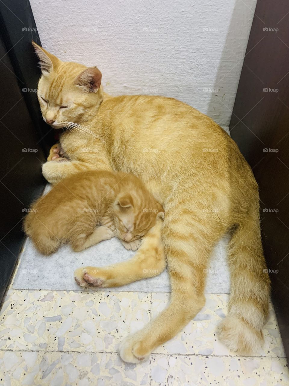 Deep sleep kitten with mom