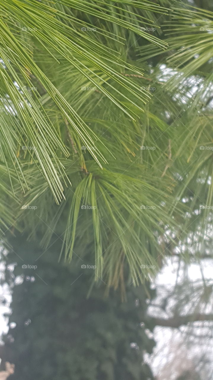 evergreen needles