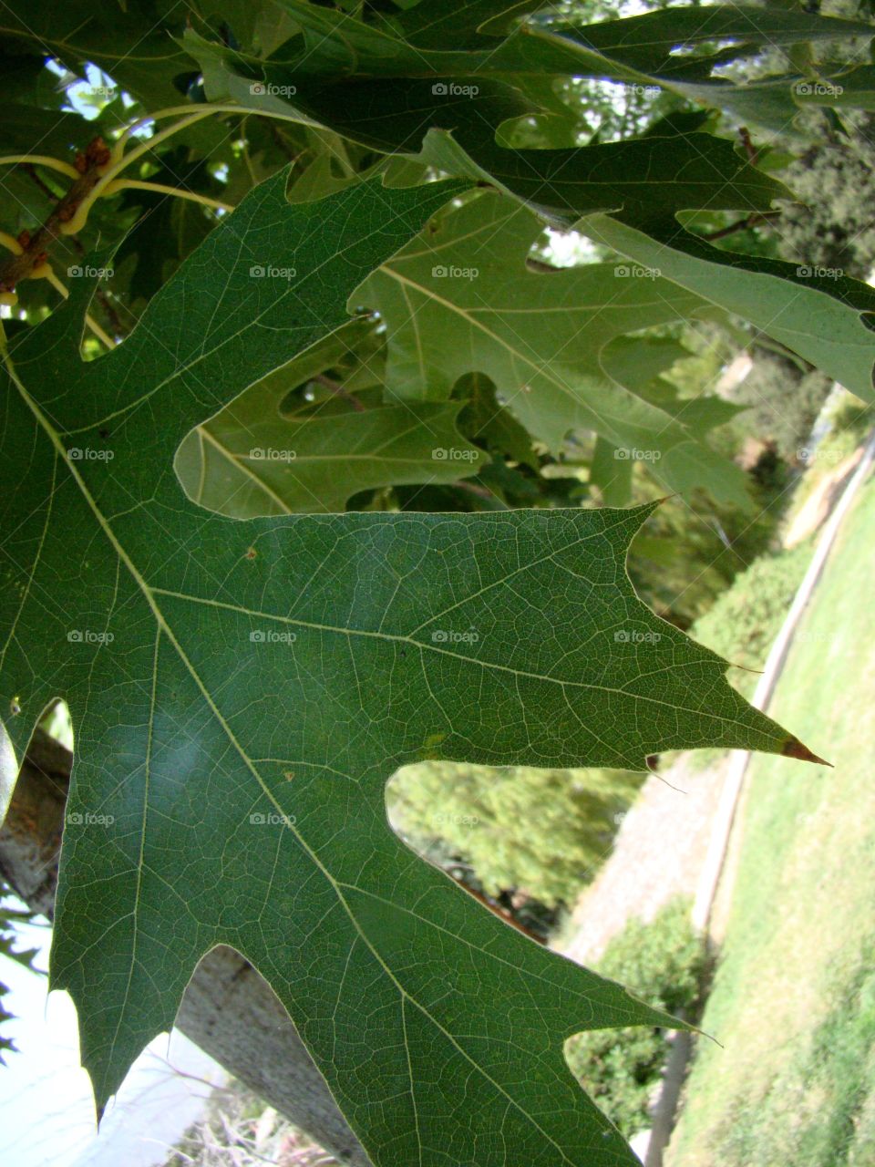 Leaf