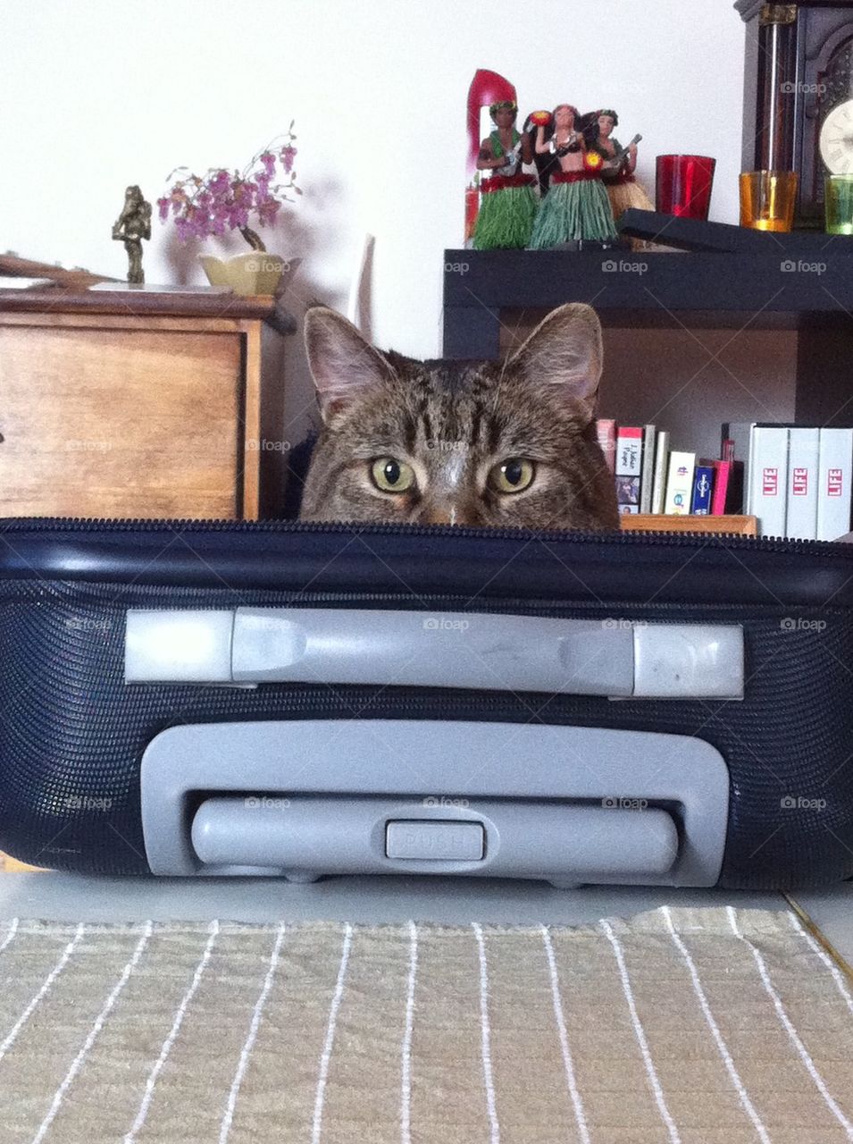 Joey in a suitcase