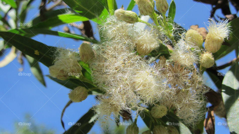 Wild flowers