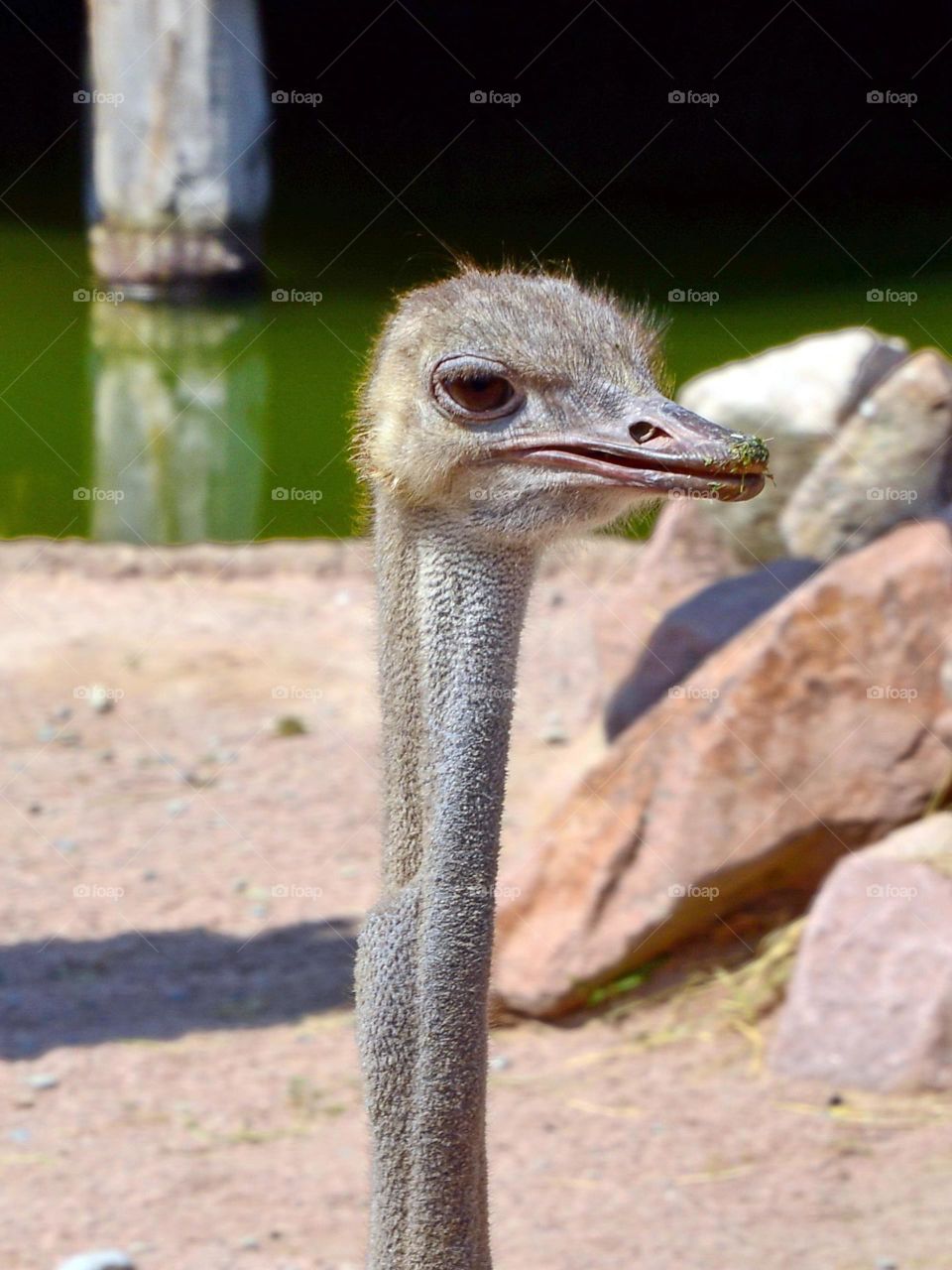 Portrait of a ostrich