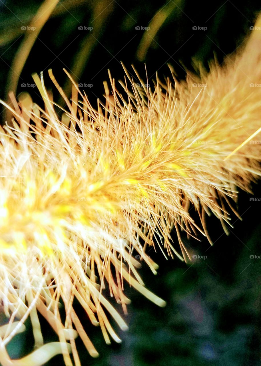 Pampas grass in Fall