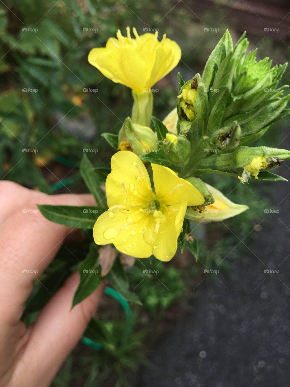 Rain drops on flowers following a rain storm