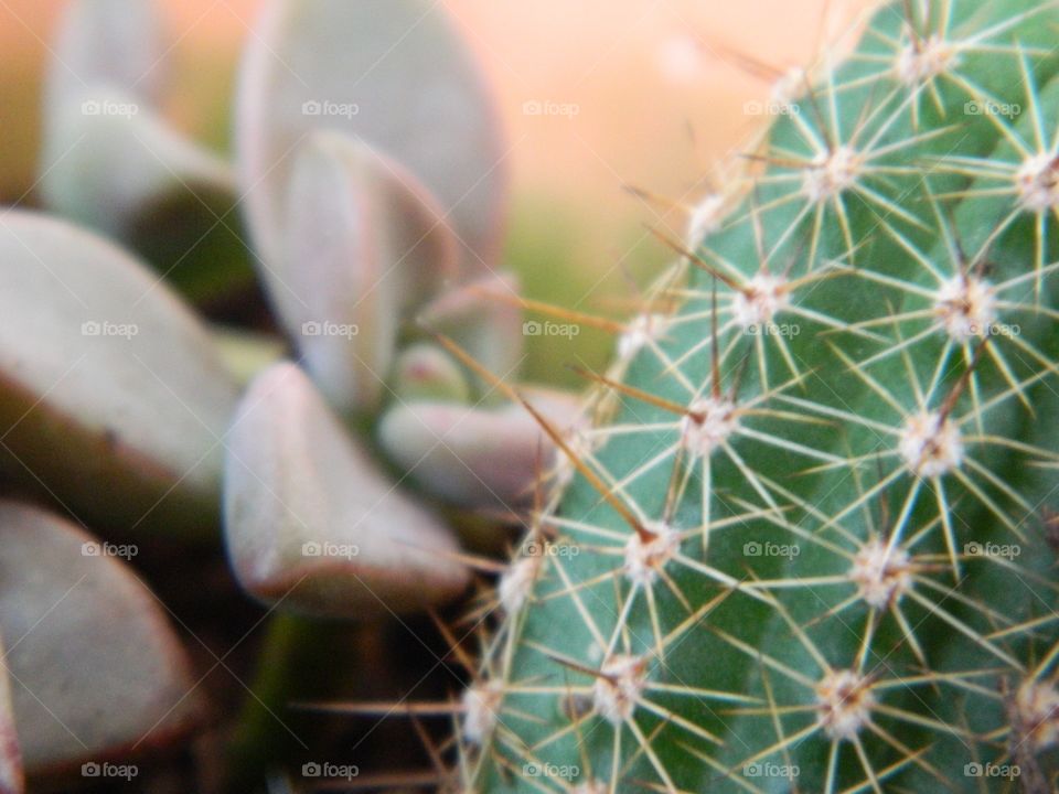cactus and succulent