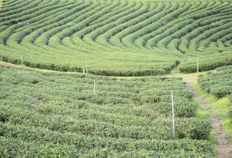 Chengrai/Thailand:February 16 2019-Chui Foung ,beautiful tea plantation 