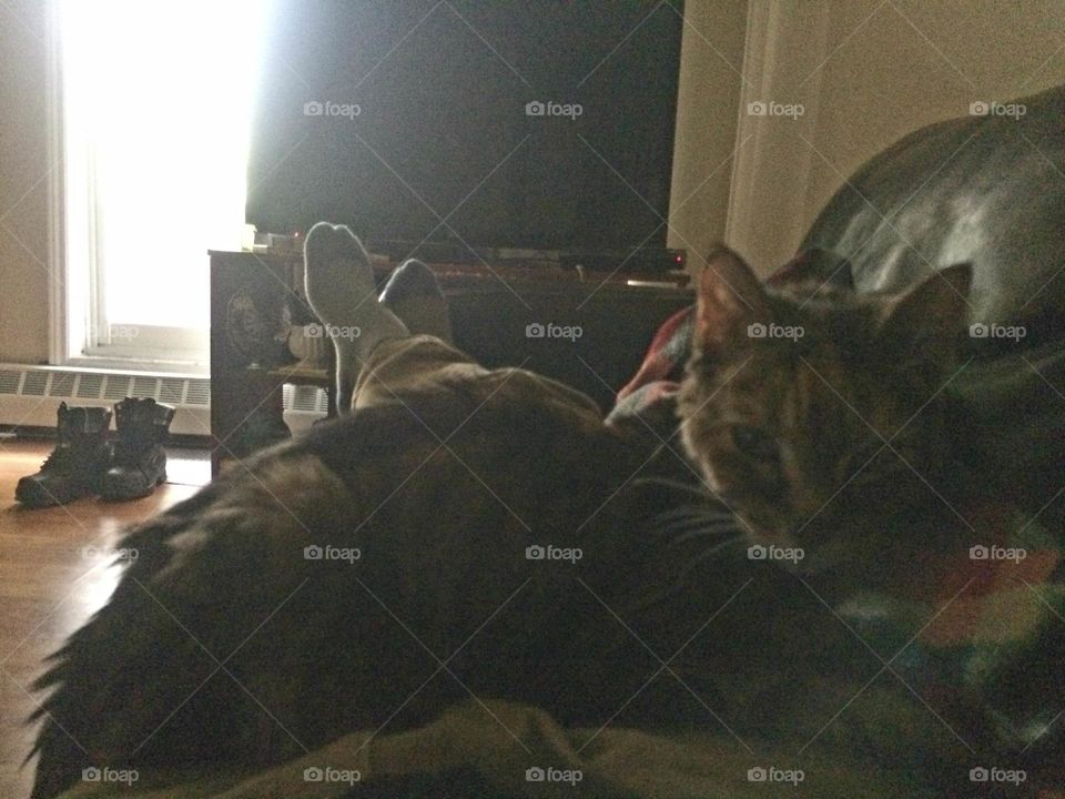 Cat, Sleep, Bed, One, Mammal