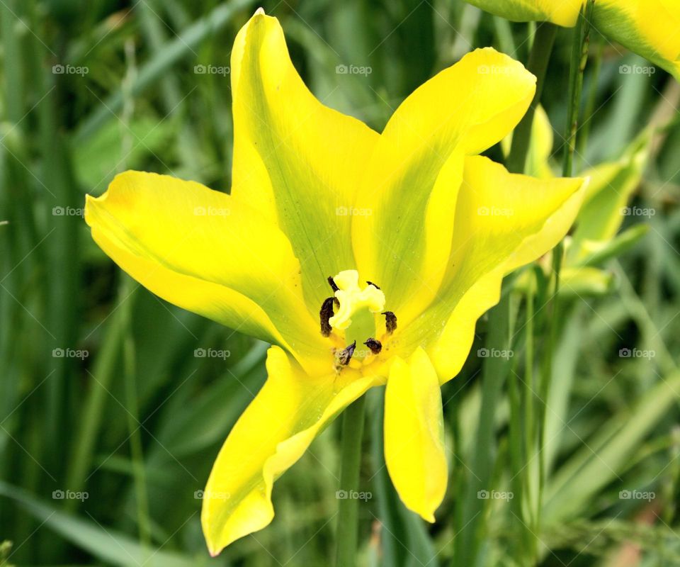 beautiful floral splendor