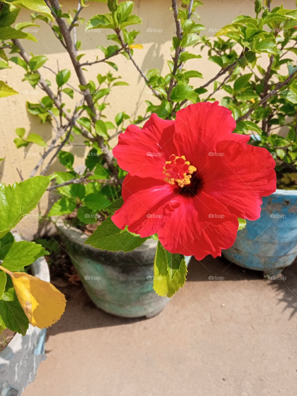 beautiful 🔴red hibiscus🌺 🌺🌻🌹🌷in our garden