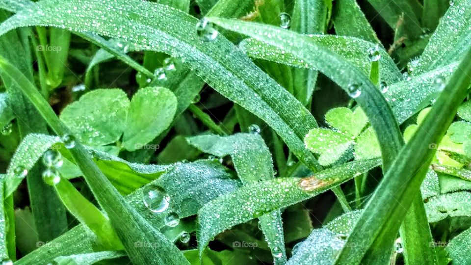 dew drops