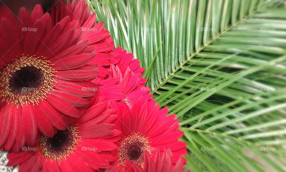Gerbera Daisys. These Gerbera Daisys are charming with the dark centers