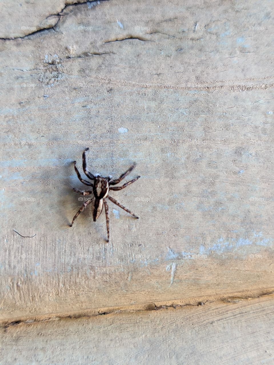 aranha mata atlântica