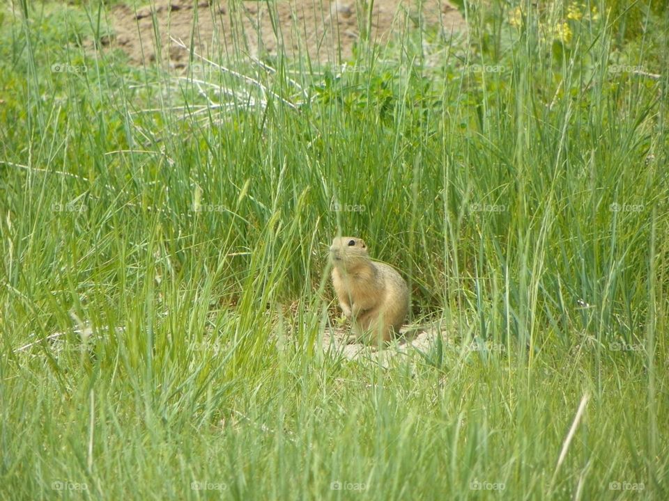 A pesky, little gopher pokes its head out of its burrow, this is wildlife on the prairies in Alberta, Canada 