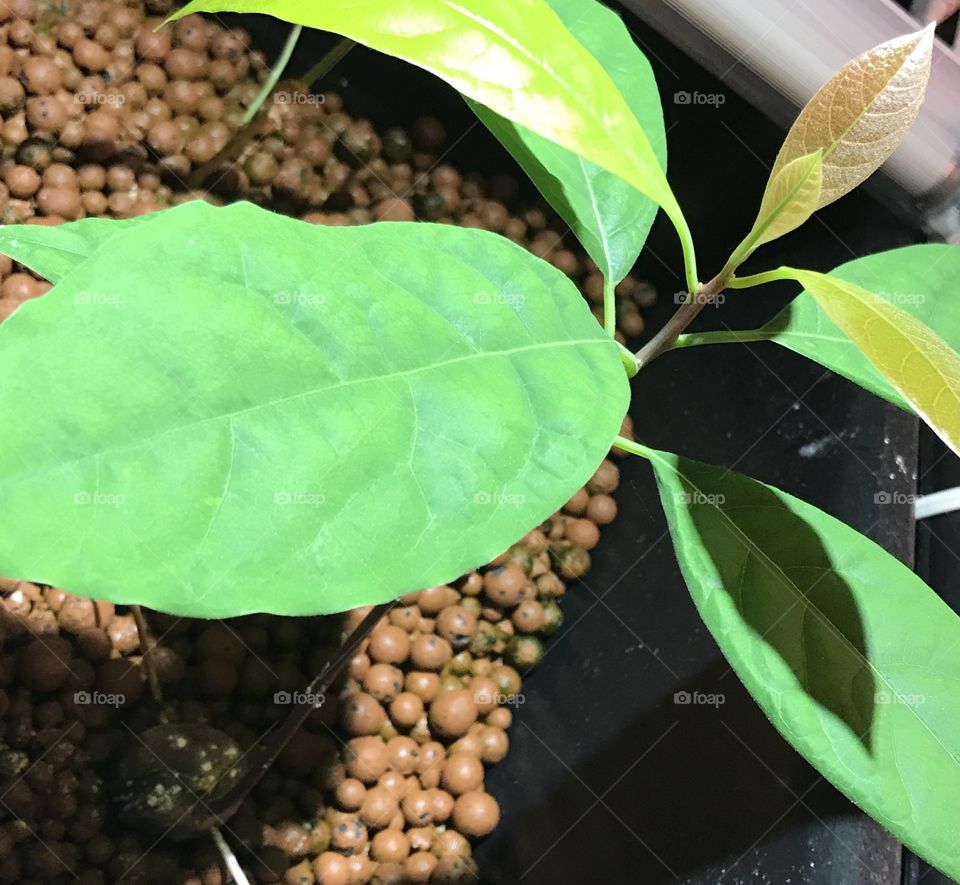 Avocado Grown from Organic Seed, Aquaponics 