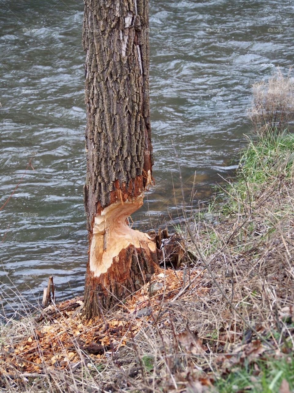 a beaver worked here