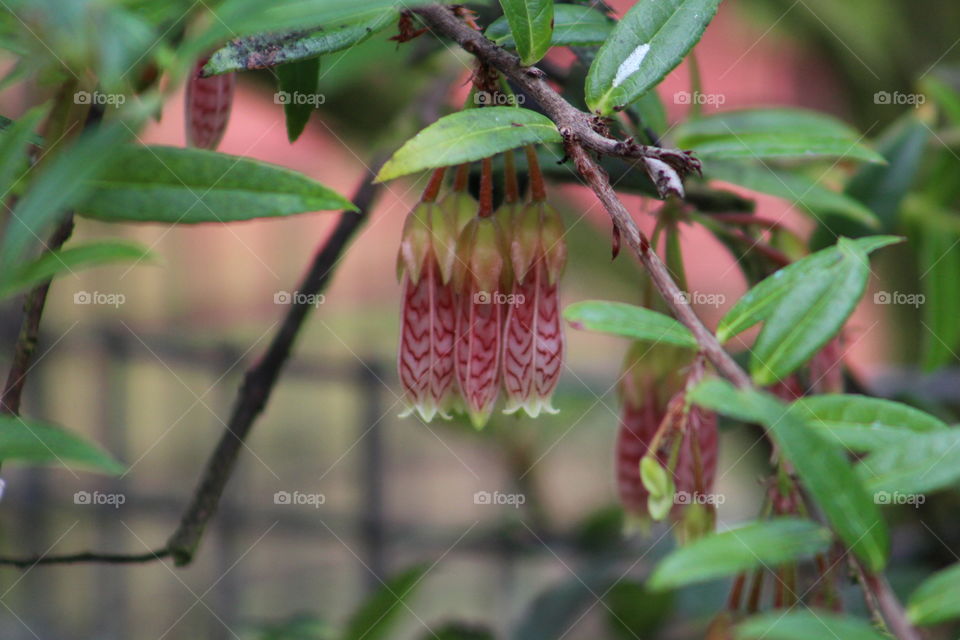 striped fuschia