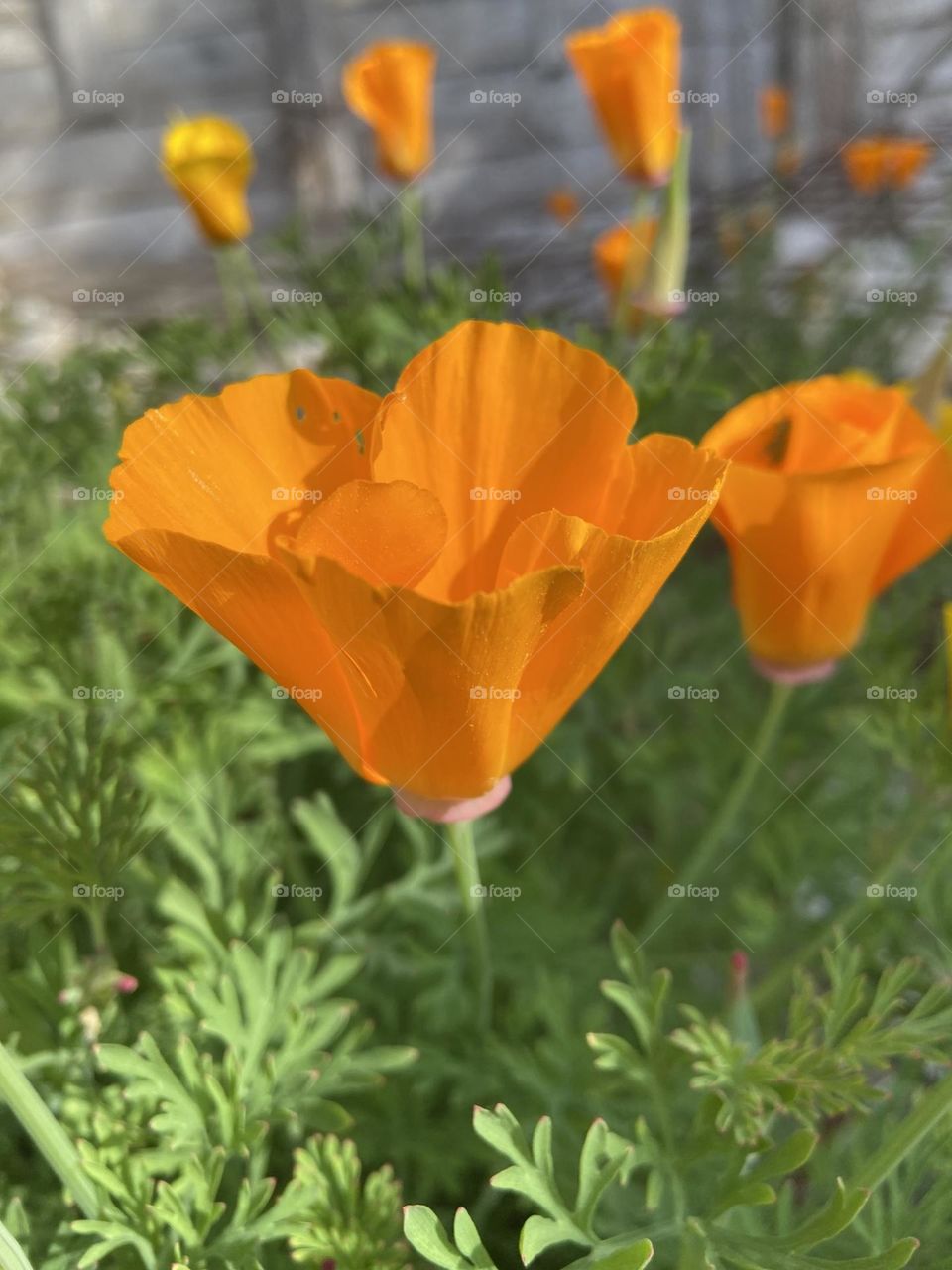 Pretty orange flower opening to the warmth of the sun on a bright Spring morning.