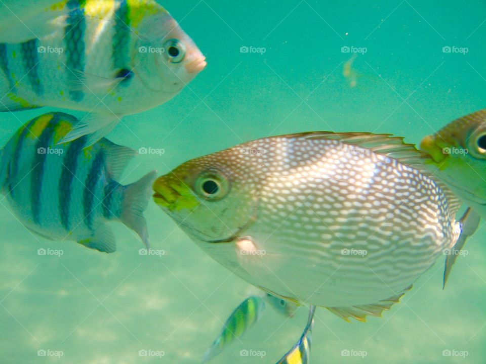 In company with fishes. Koh Poda