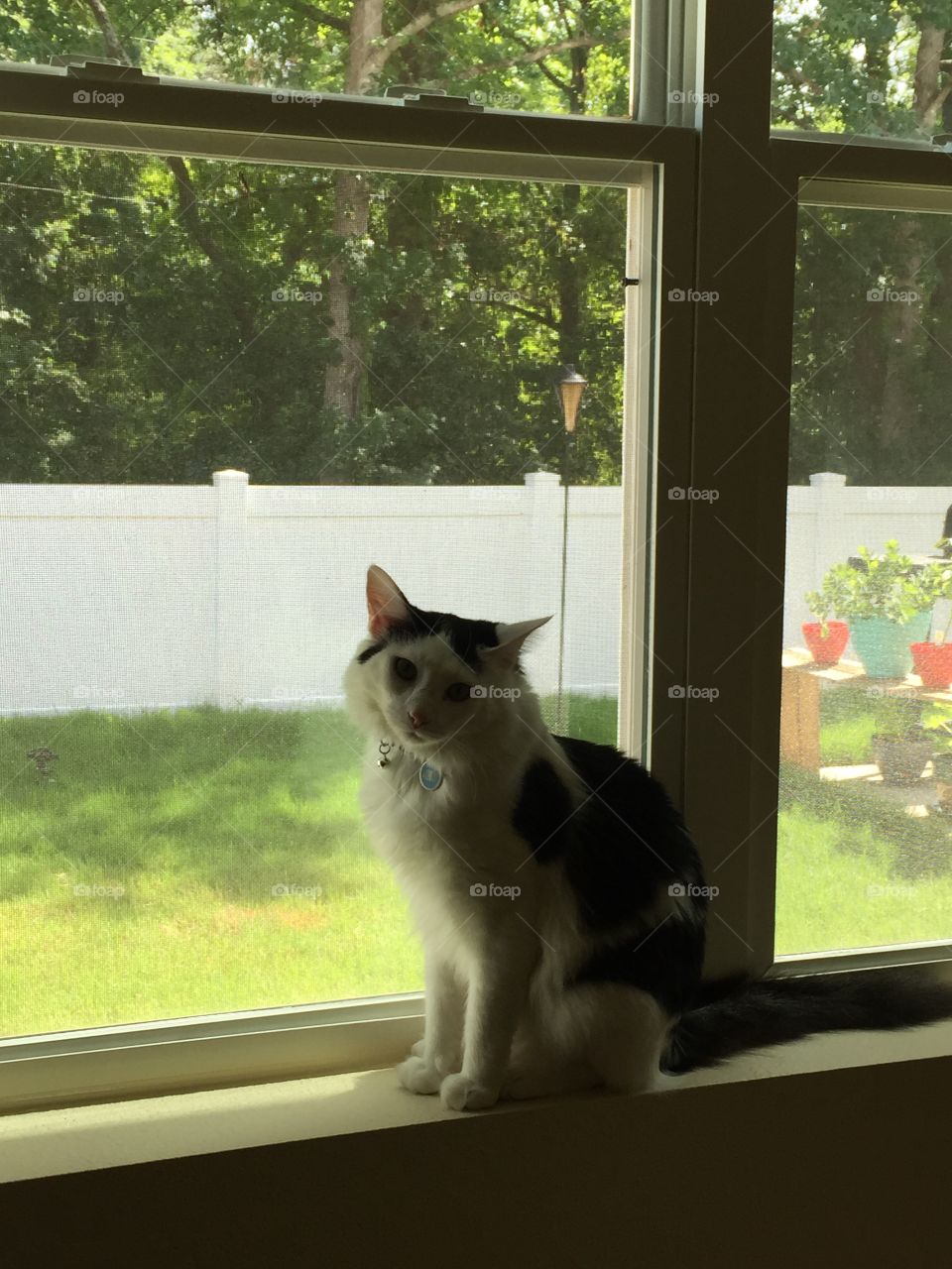 Window cat 