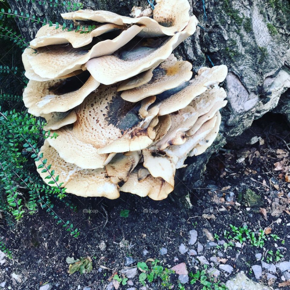 Fungus growing on an old oak tree, canal side in Wales