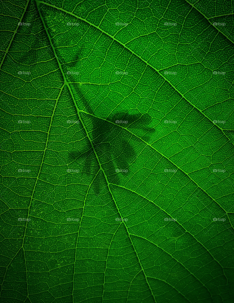 Macro green leaf and plant shadow 