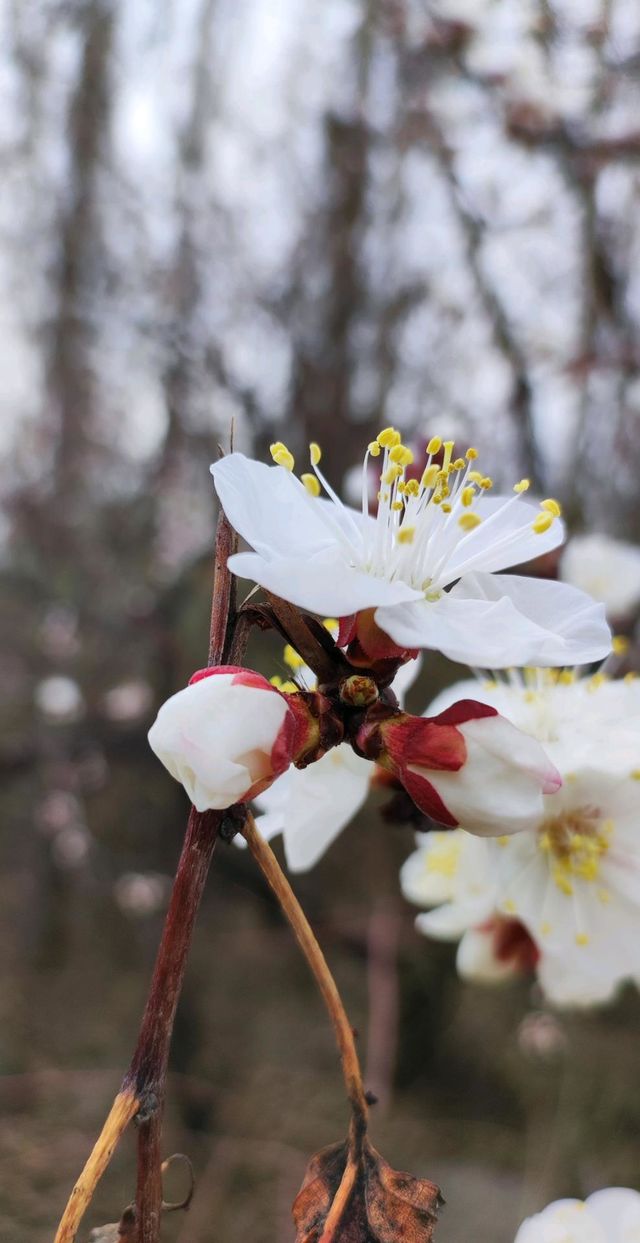 The apricot flower
