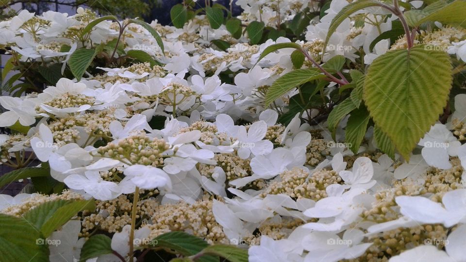 In My Garden. White flowers in my garden