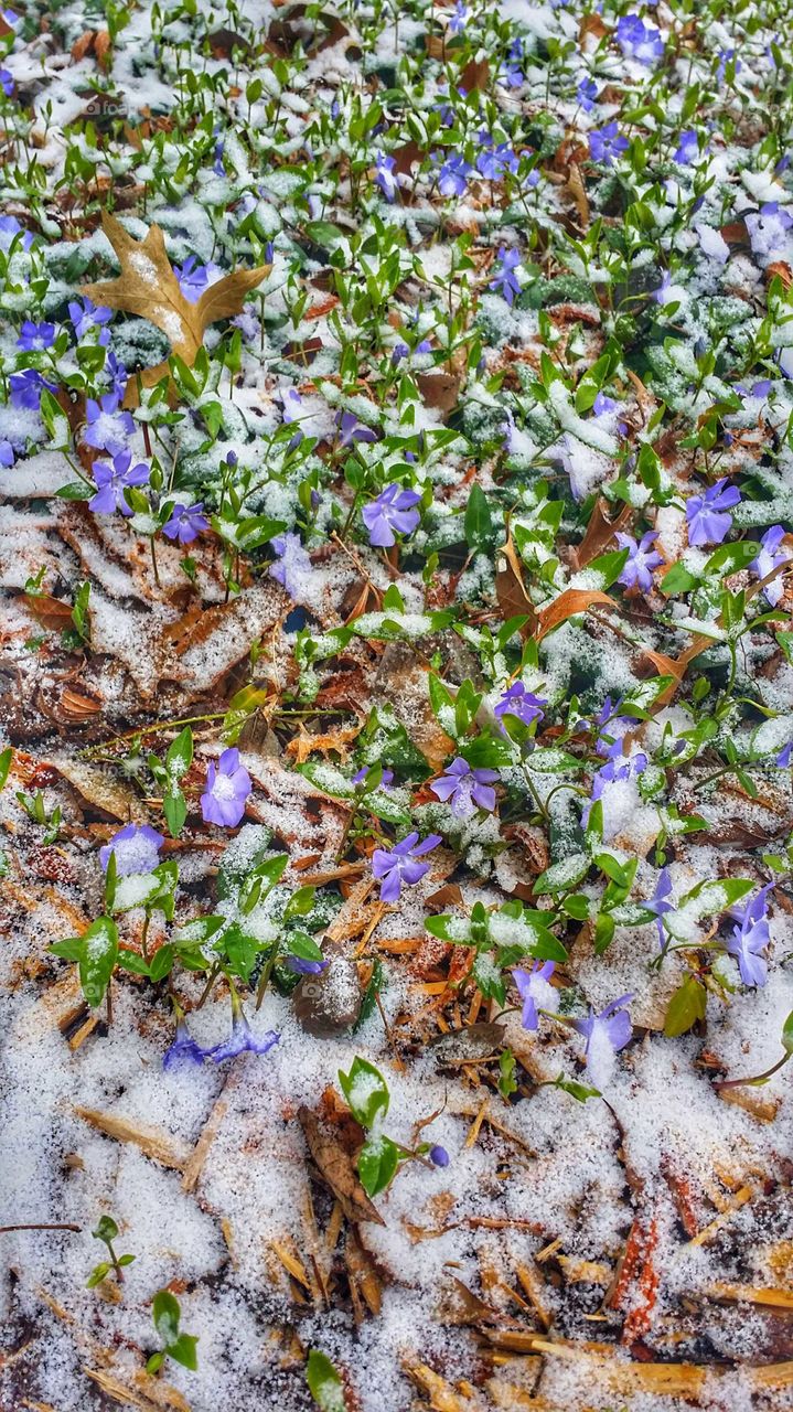 The Ozarks purple phlox in spring