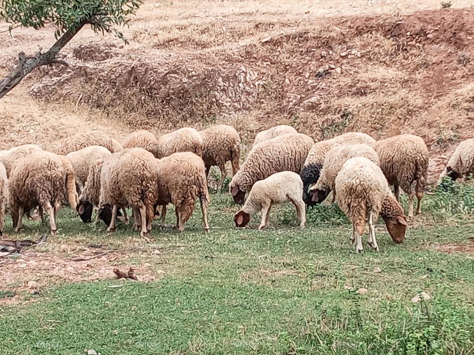 Photo sheeps