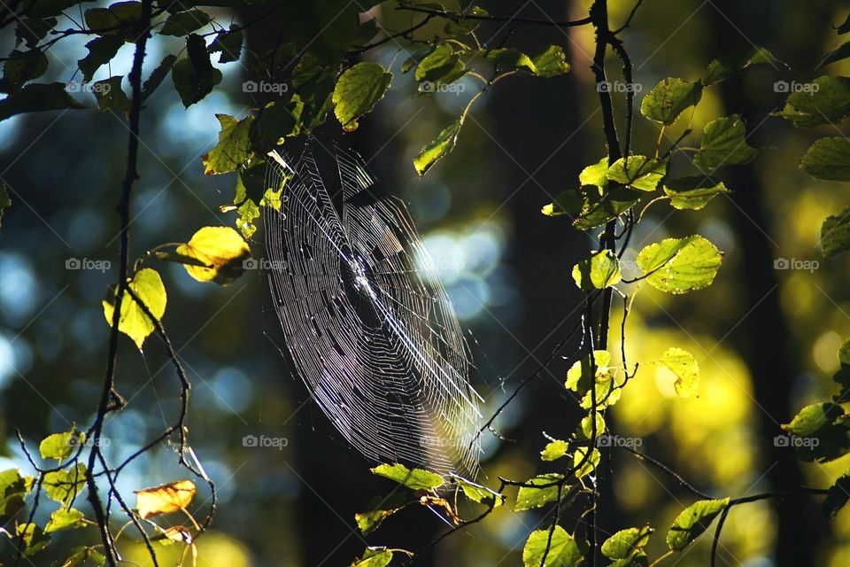 spiderweb