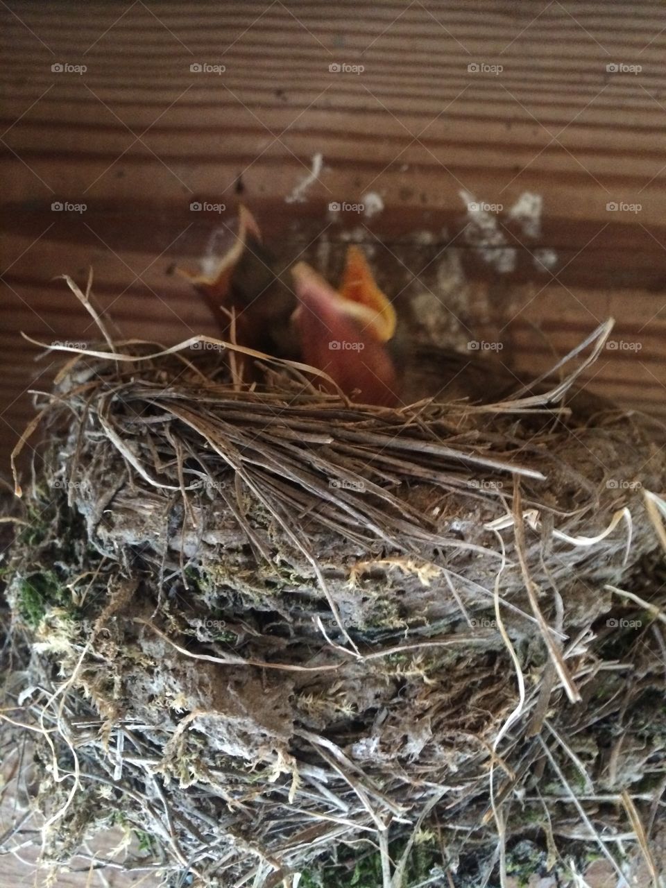 Robin nest 