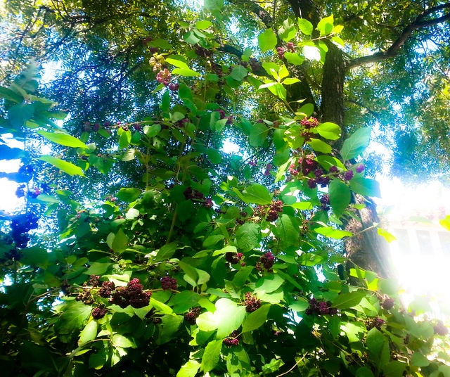 Foliage