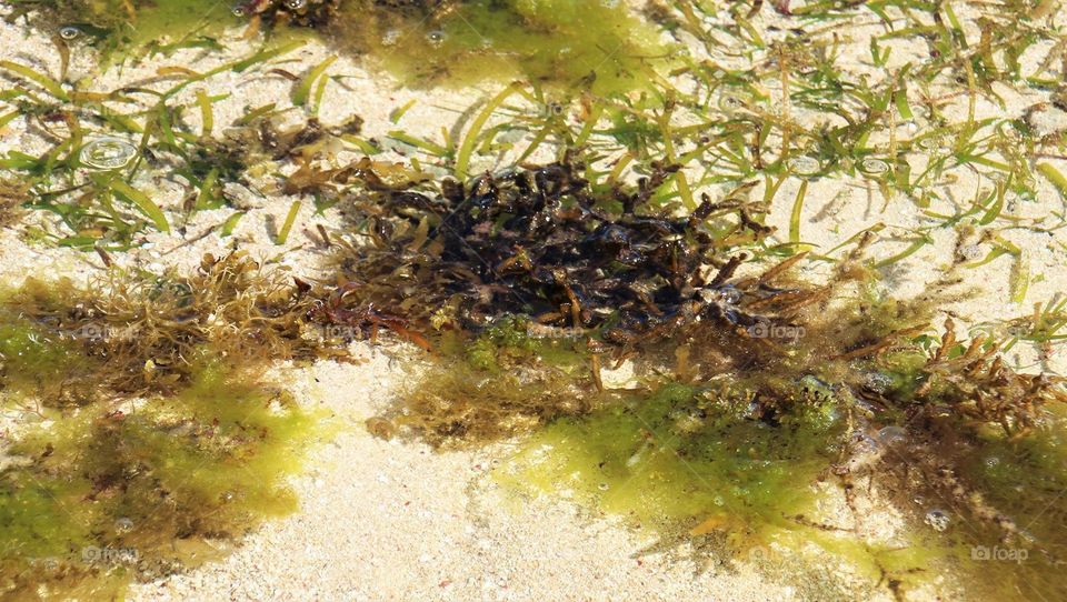 Seaweeds