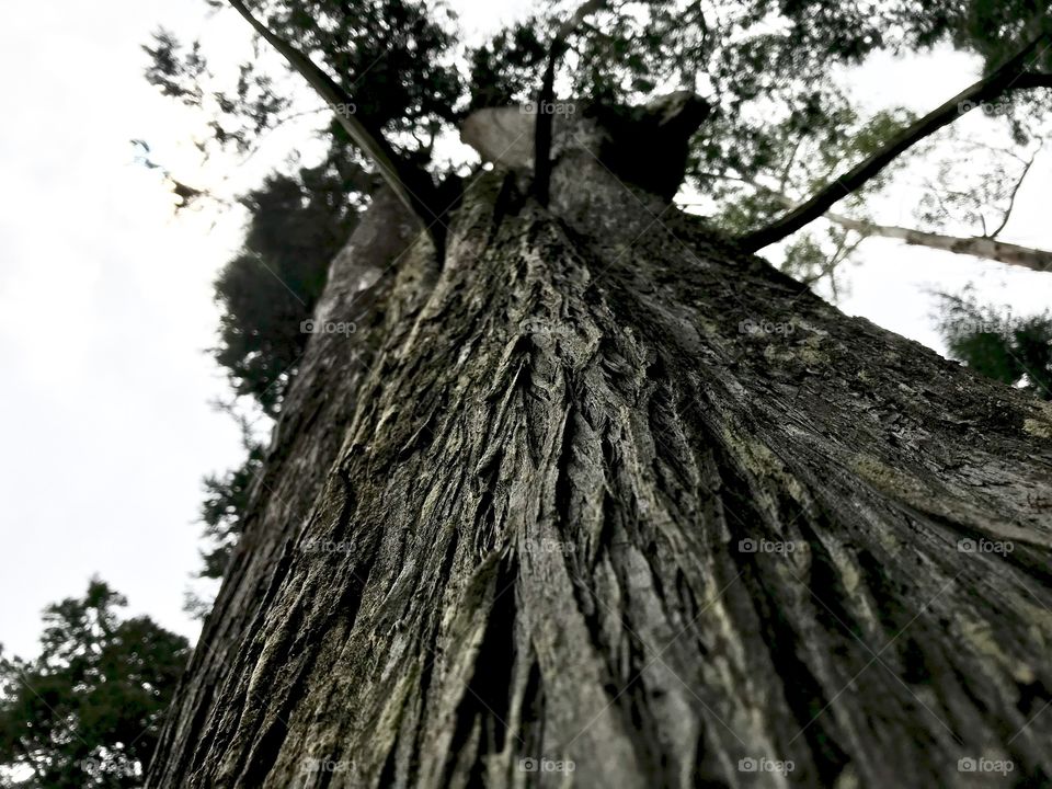 Pine tree with vertical view. Nuwara Eliya, Golf Club Garden.