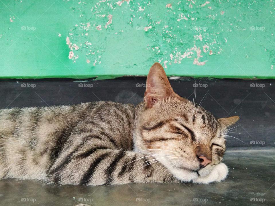 cat. sleeping